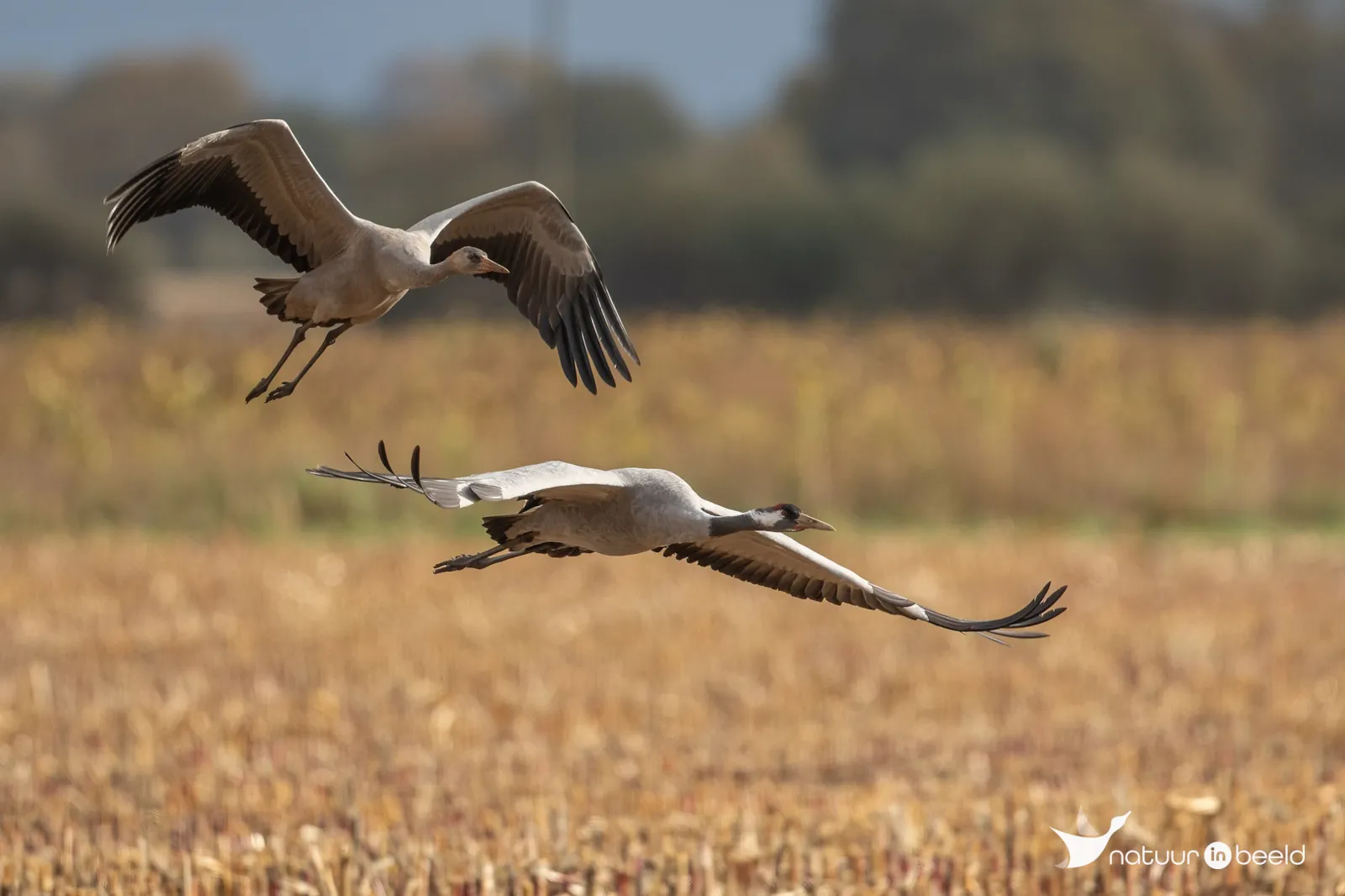 Kraanvogels boven de akkervelden in Diepholz — natuurfoto van Johan van Beilen