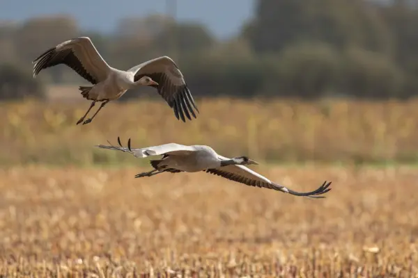 Kraanvogels boven de akkervelden in Diepholz — natuurfoto van Johan van Beilen