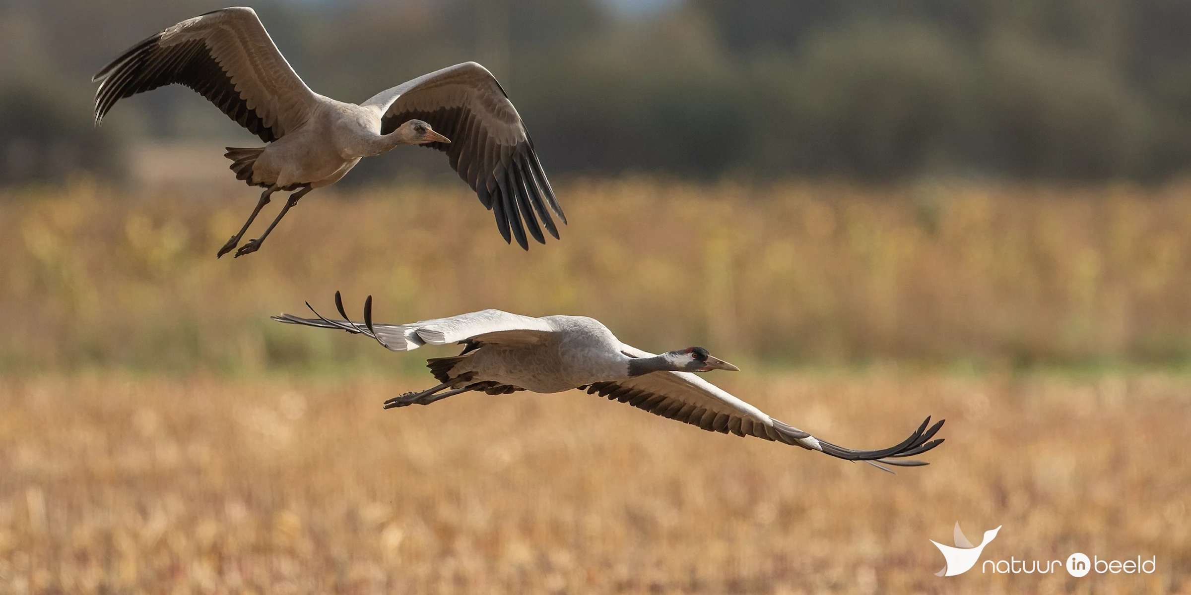 Kraanvogels boven de akkervelden in Diepholz — natuurfoto van Johan van Beilen