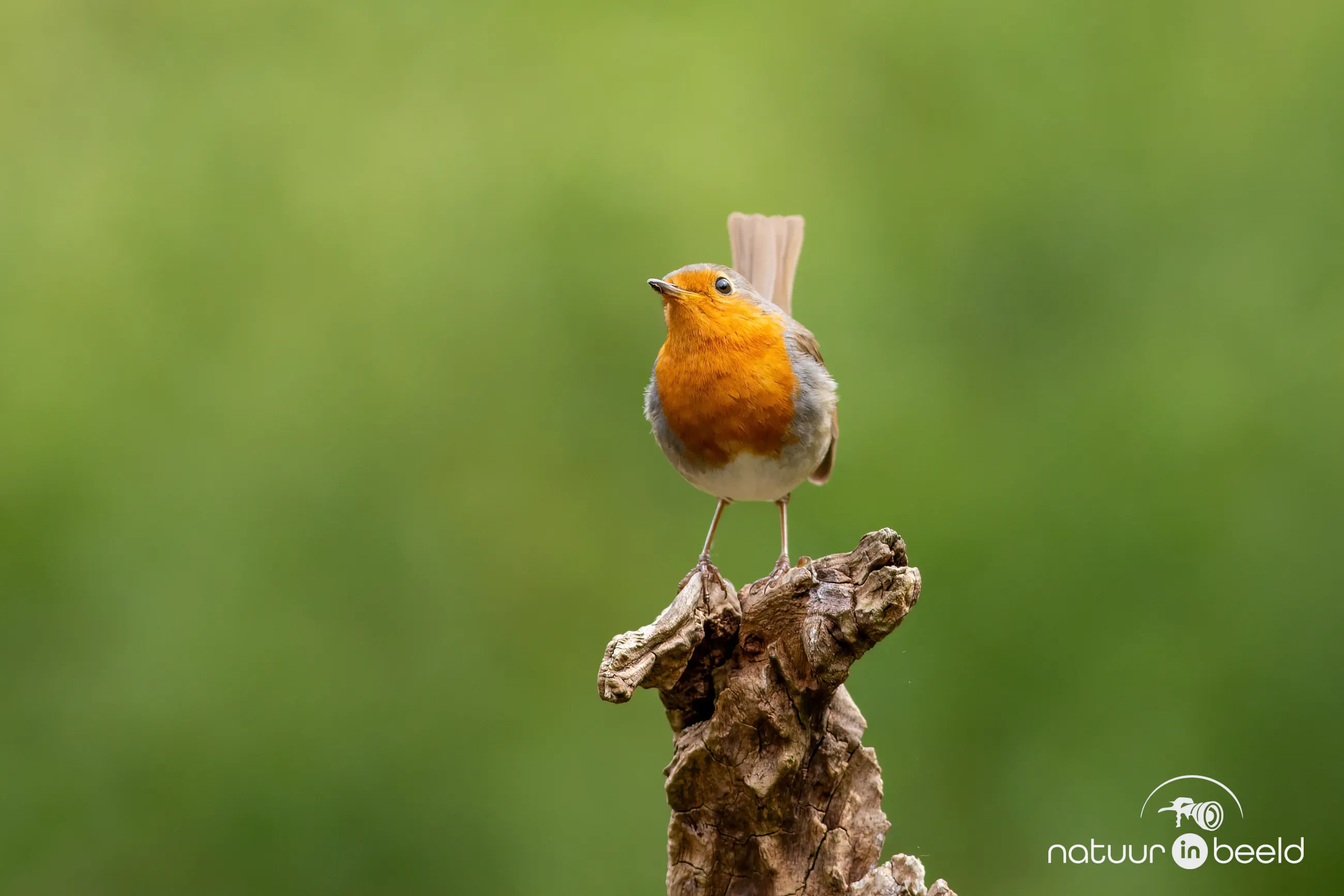 Roodborst