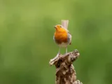 Roodborst