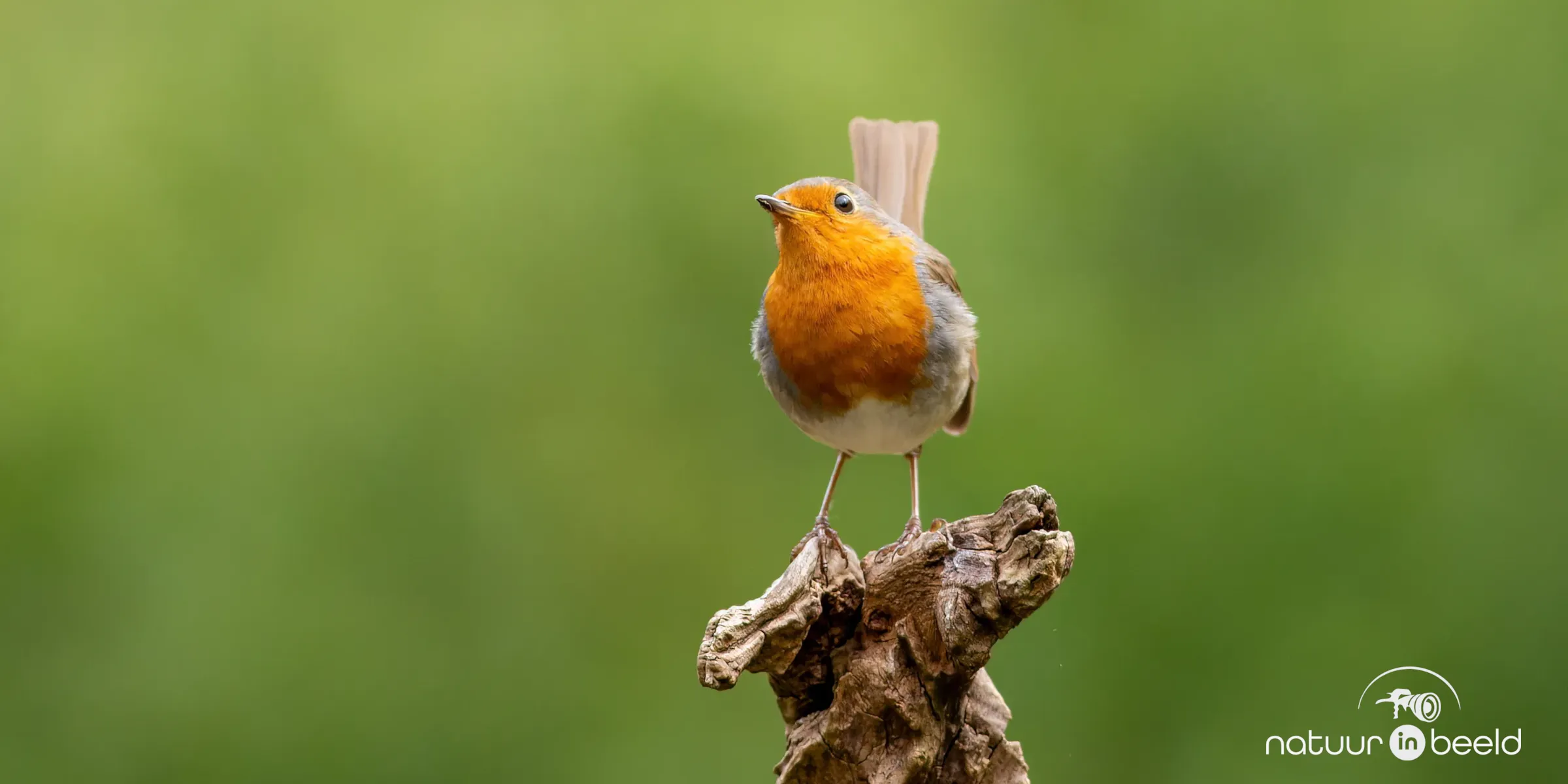Roodborst