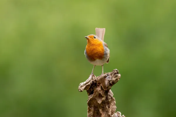 Roodborst