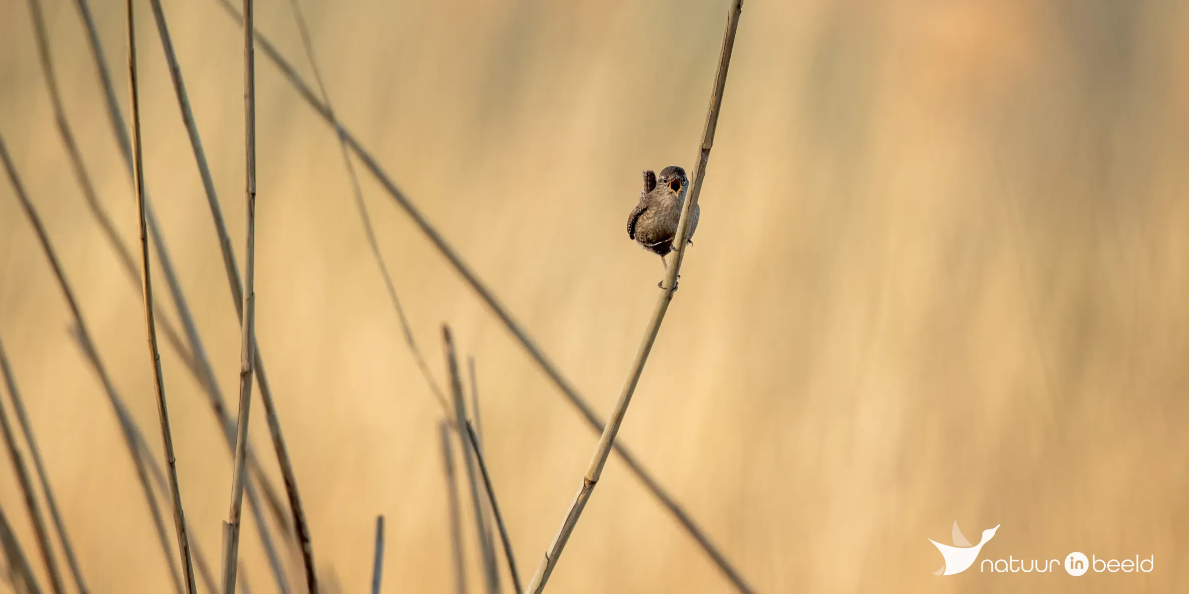 Winterkoning — natuurfoto van Johan van Beilen
