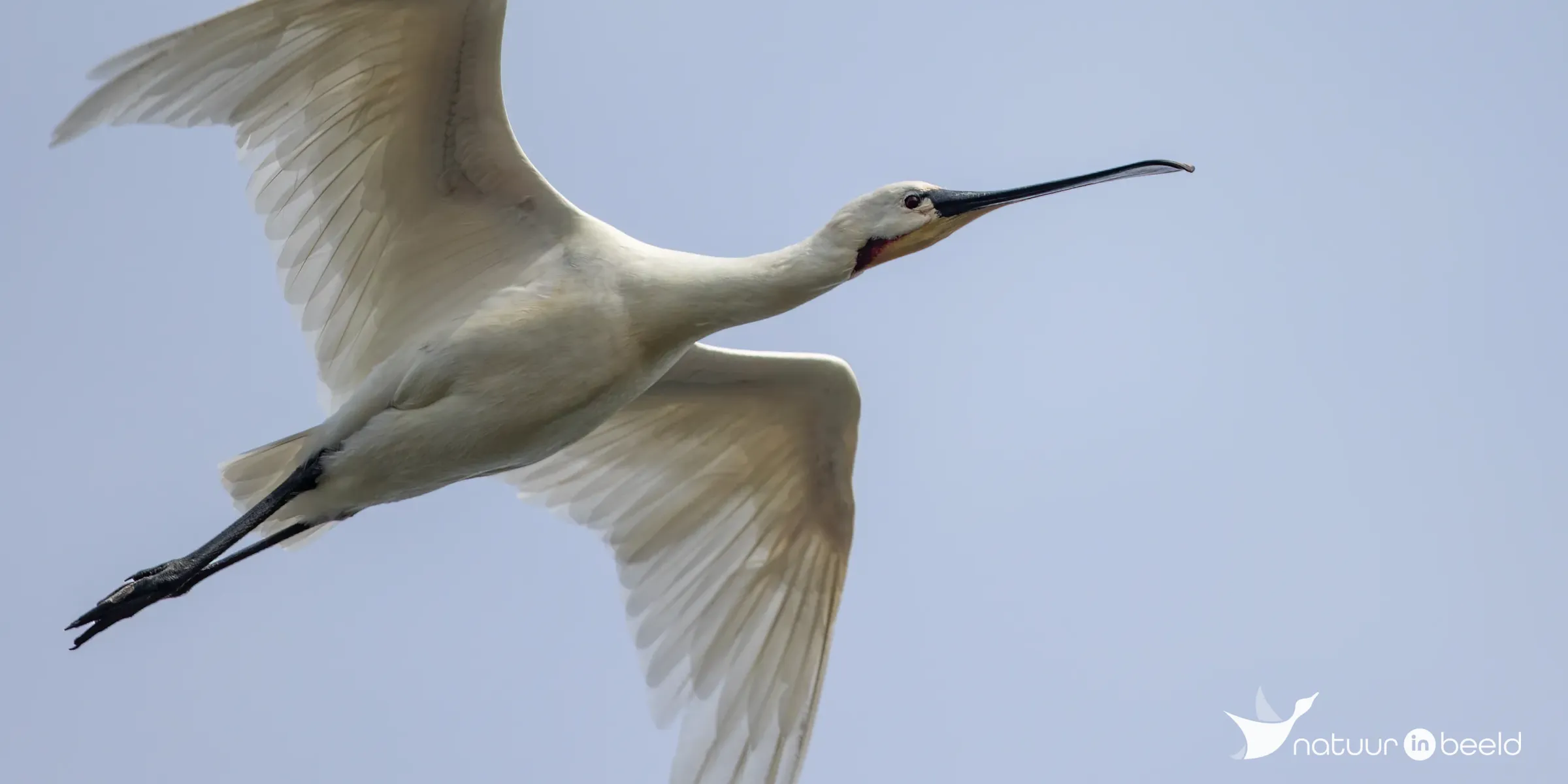 Lepelaar — natuurfoto van Johan van Beilen