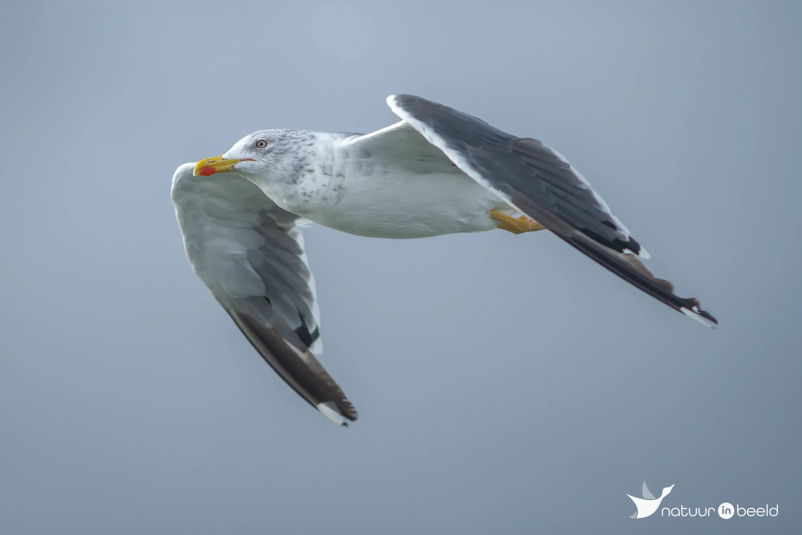 Kleine mantelmeeuw — natuurfoto van Johan van Beilen