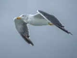 Kleine mantelmeeuw