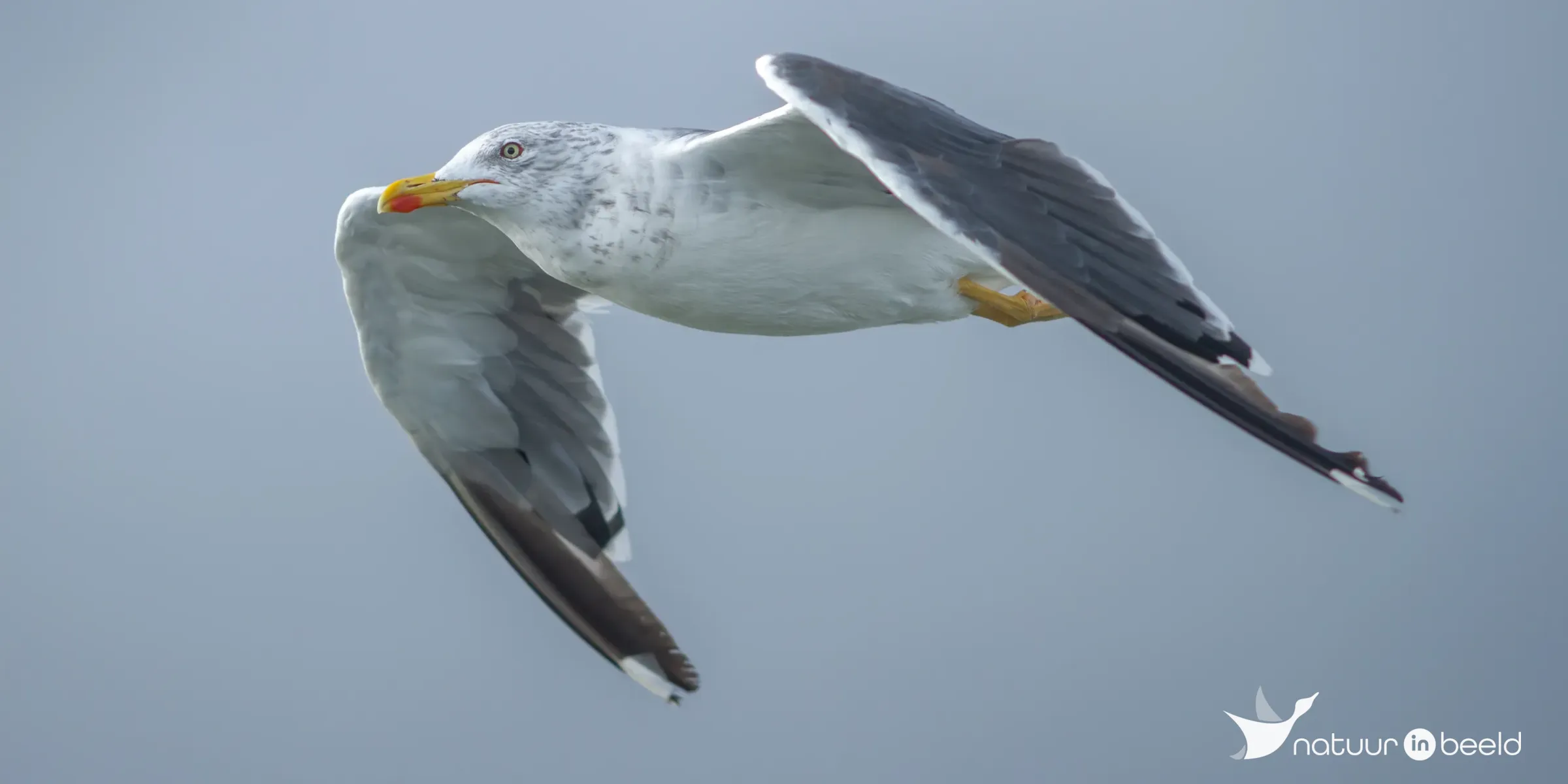 Kleine mantelmeeuw — natuurfoto van Johan van Beilen