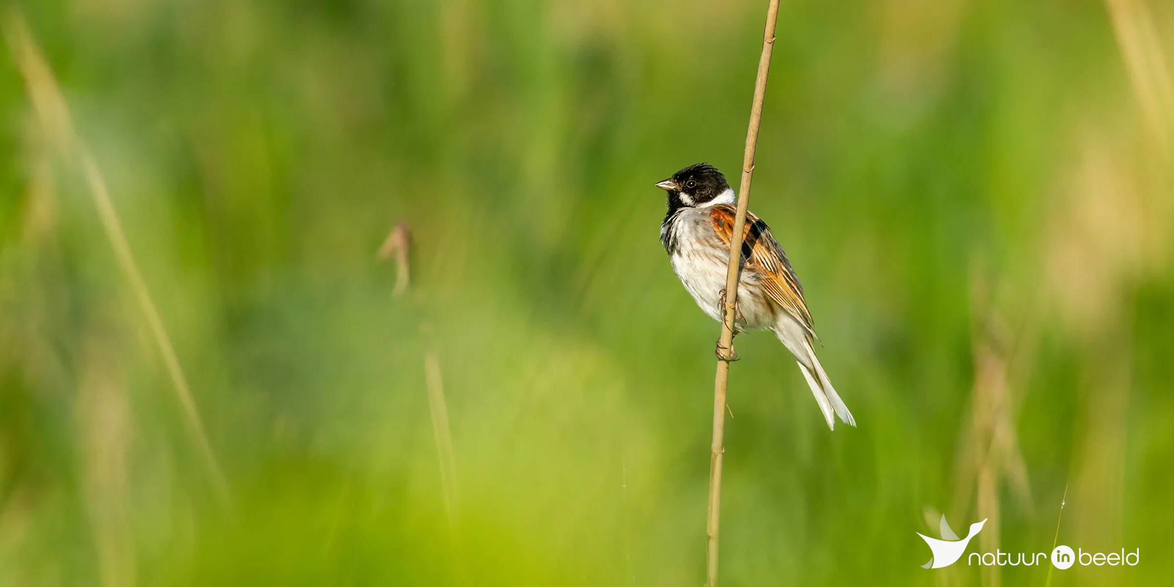 Rietgors — natuurfoto van Johan van Beilen
