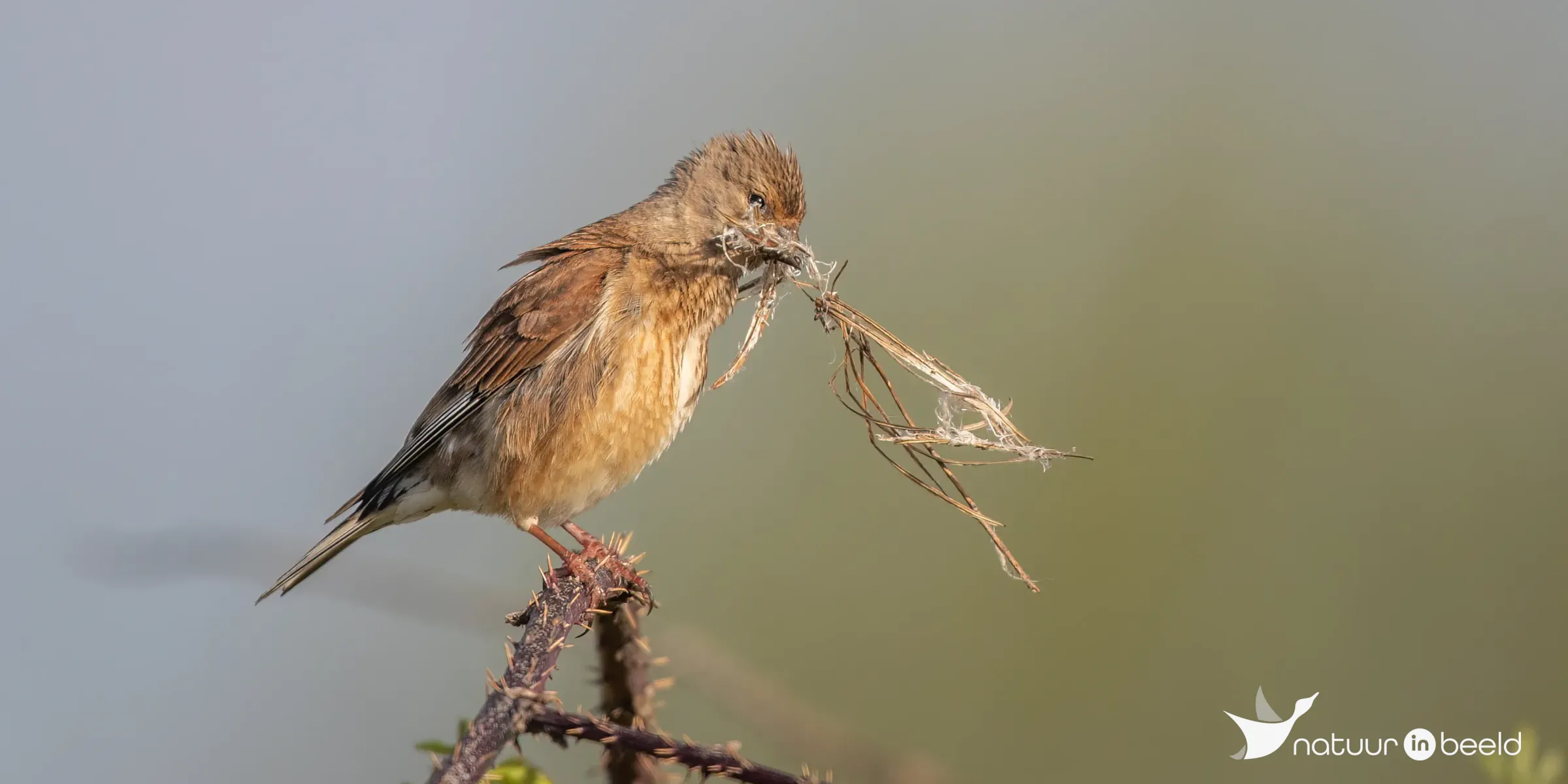 Kneu (vrouw) — natuurfoto van Johan van Beilen