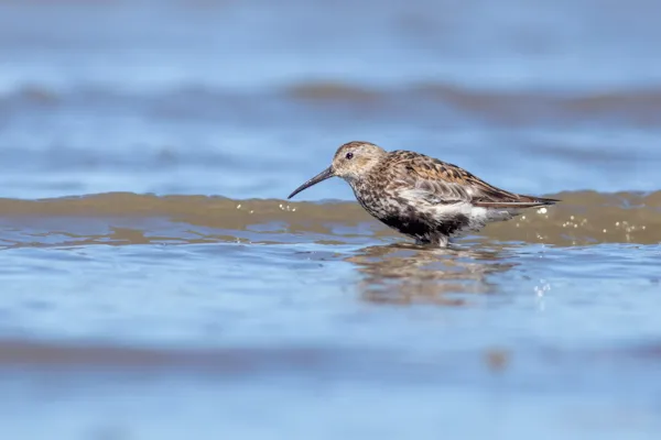 Bonte strandloper