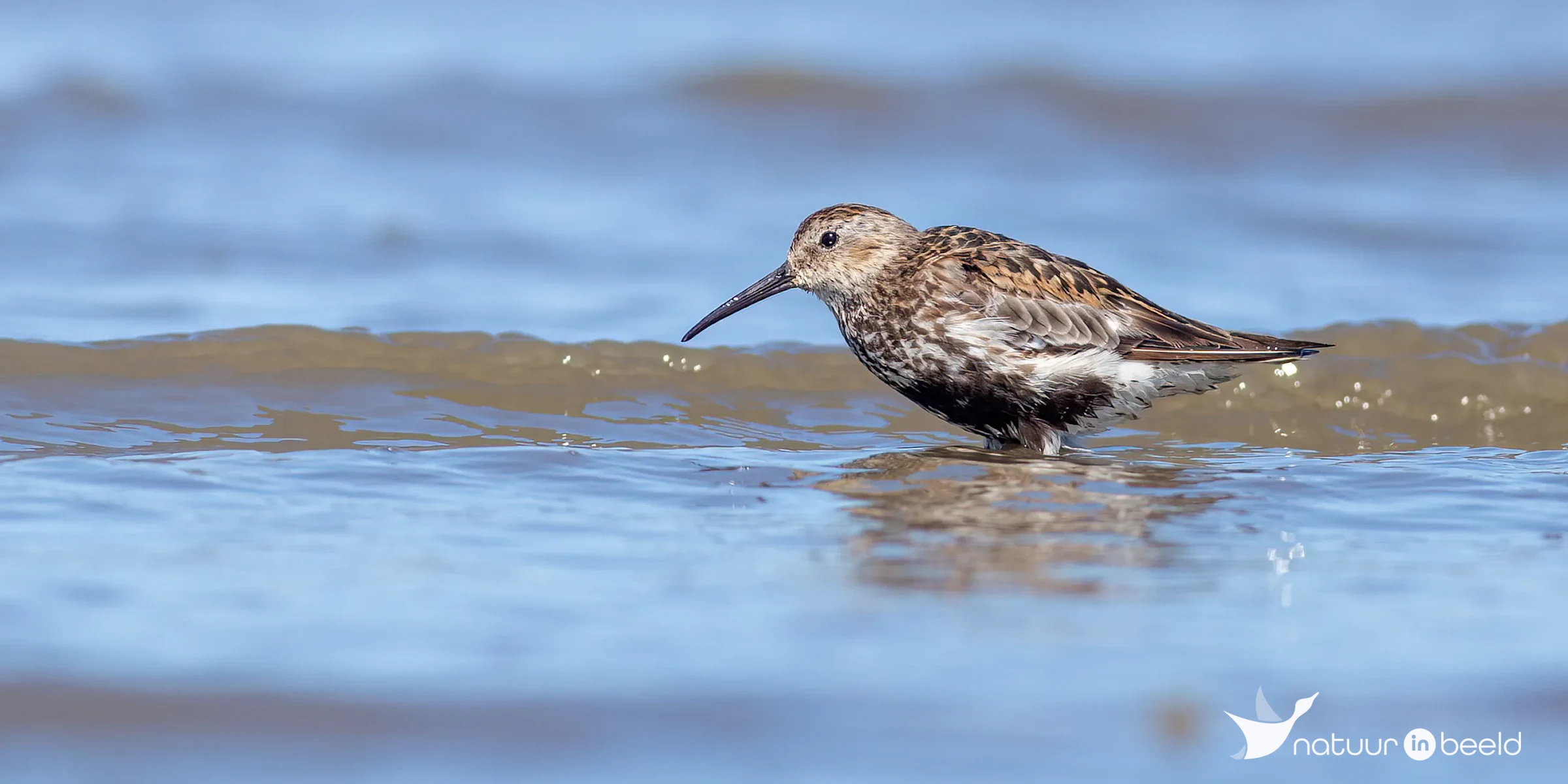 Bonte strandloper — natuurfoto van Johan van Beilen
