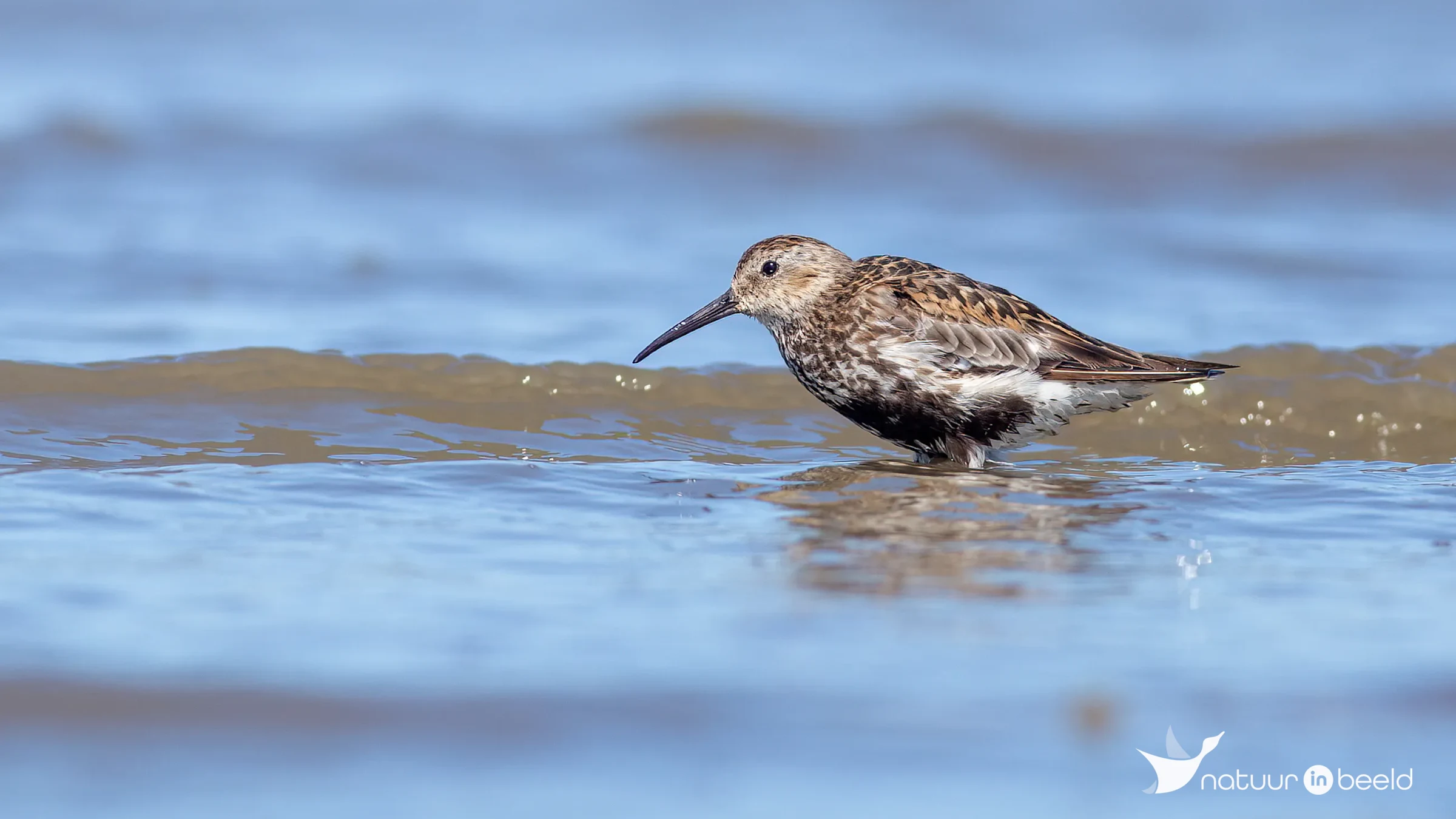 Bonte strandloper — natuurfoto van Johan van Beilen