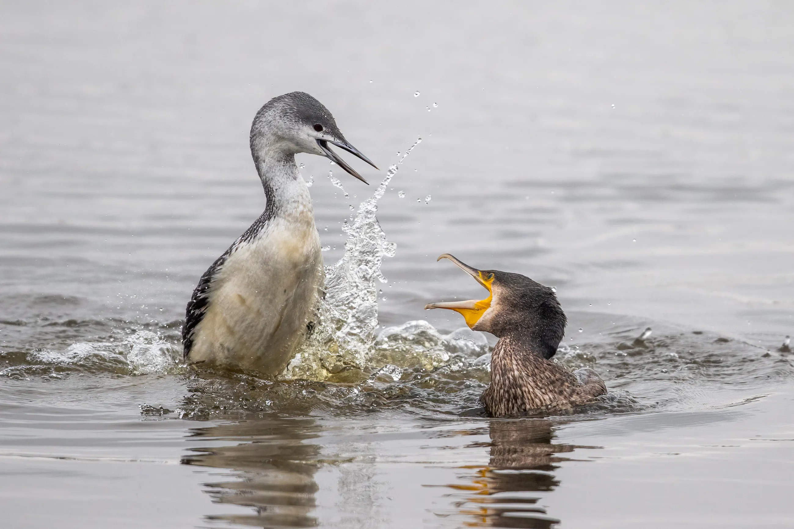 Roodkeelduiker in gevecht