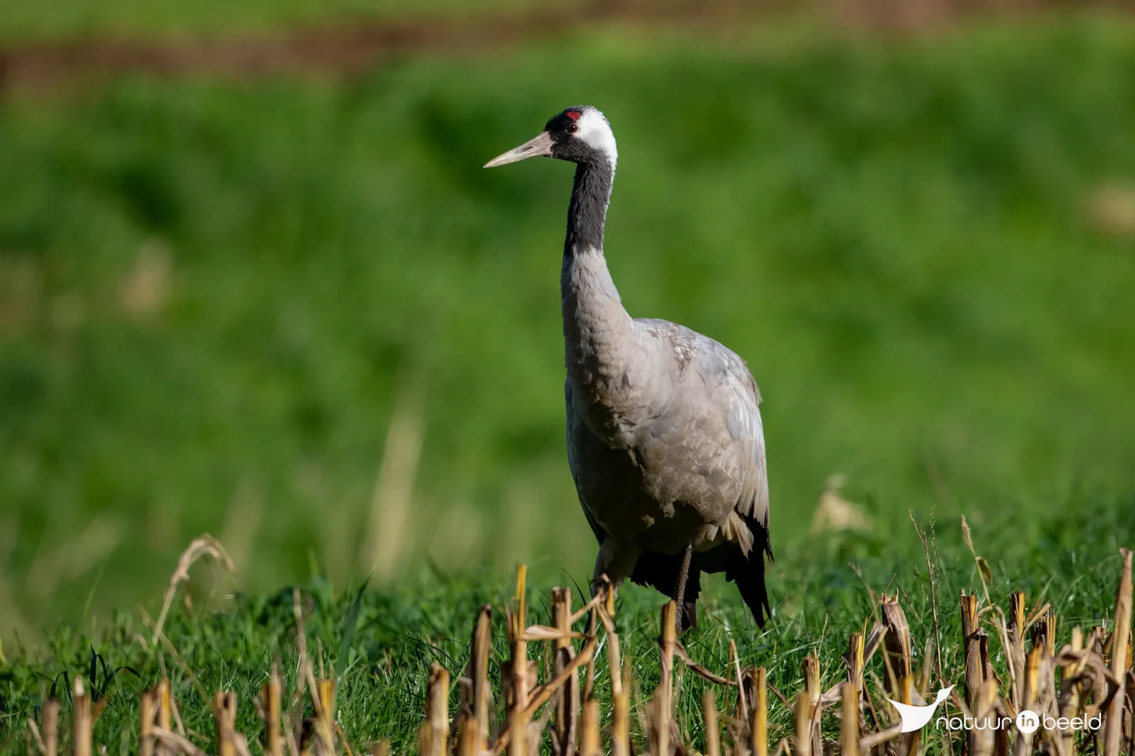 Kraanvogel — natuurfoto van Johan van Beilen