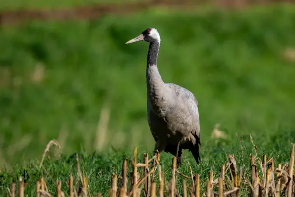 Kraanvogel — natuurfoto van Johan van Beilen