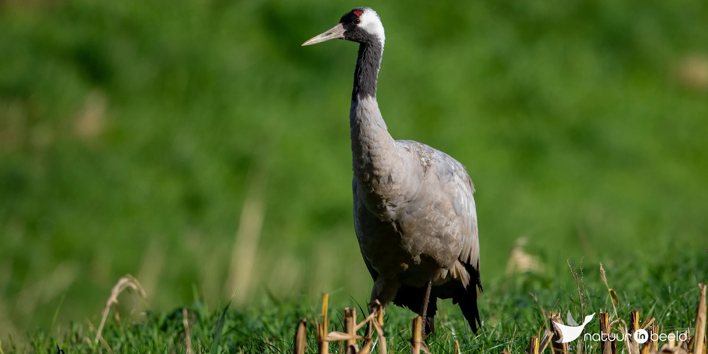 Kraanvogel — natuurfoto van Johan van Beilen