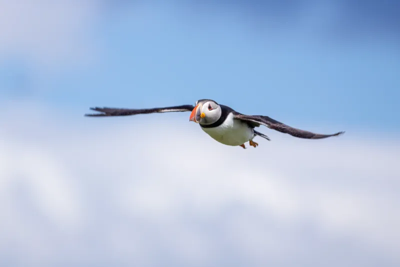Papegaaiduiker in vlucht