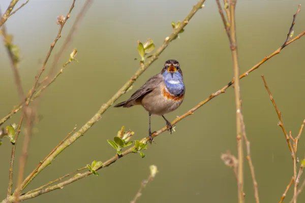 Blauwborst