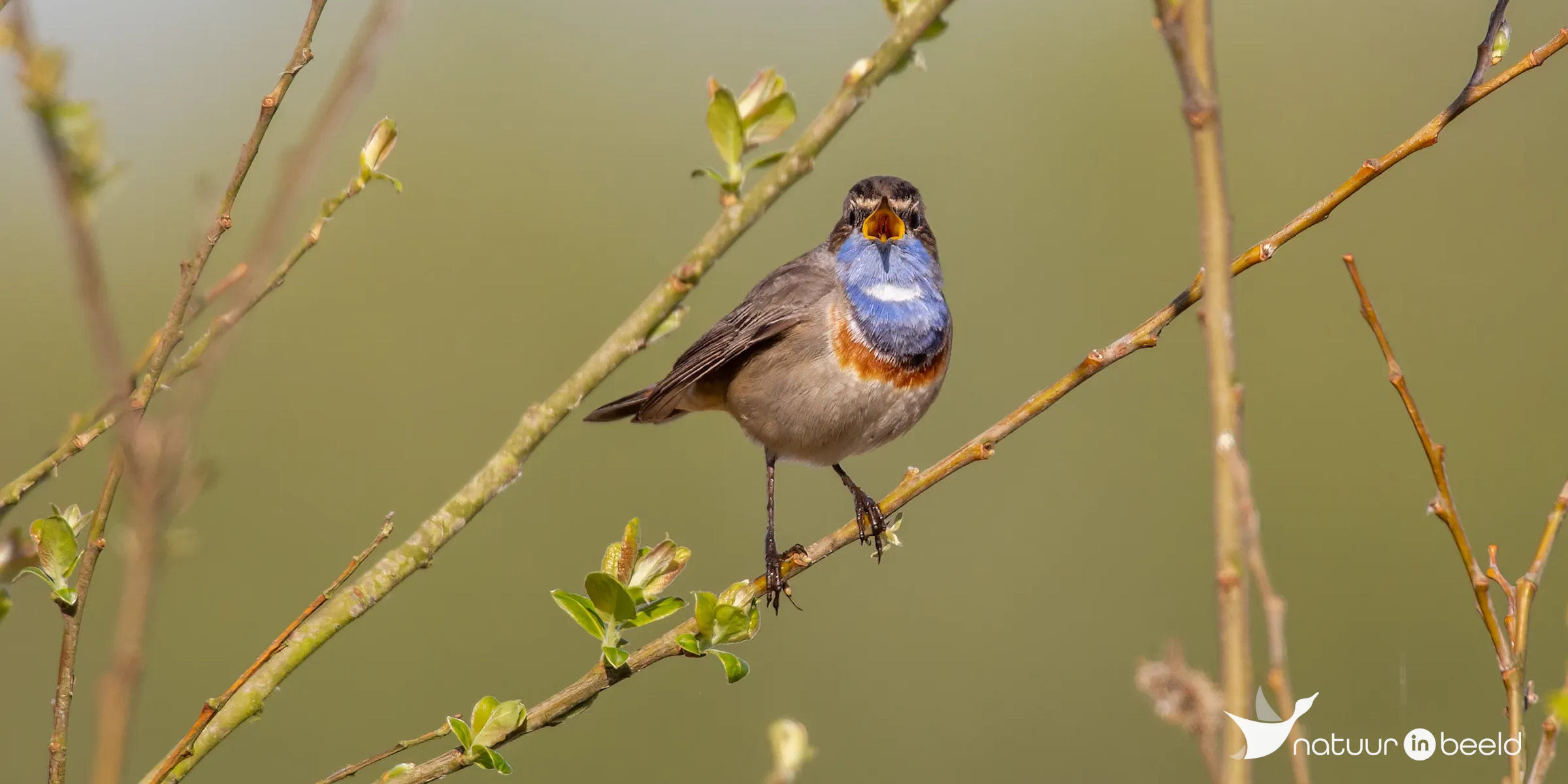 Blauwborst — natuurfoto van Johan van Beilen