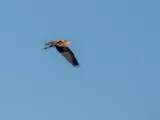 Purperreiger