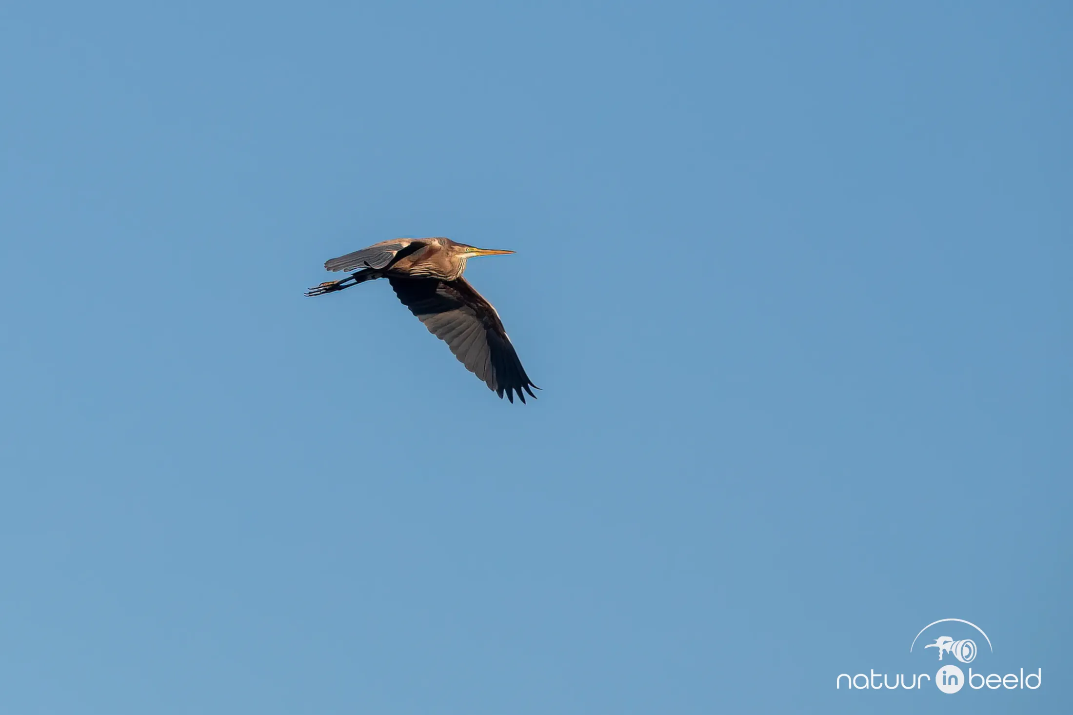 Purperreiger
