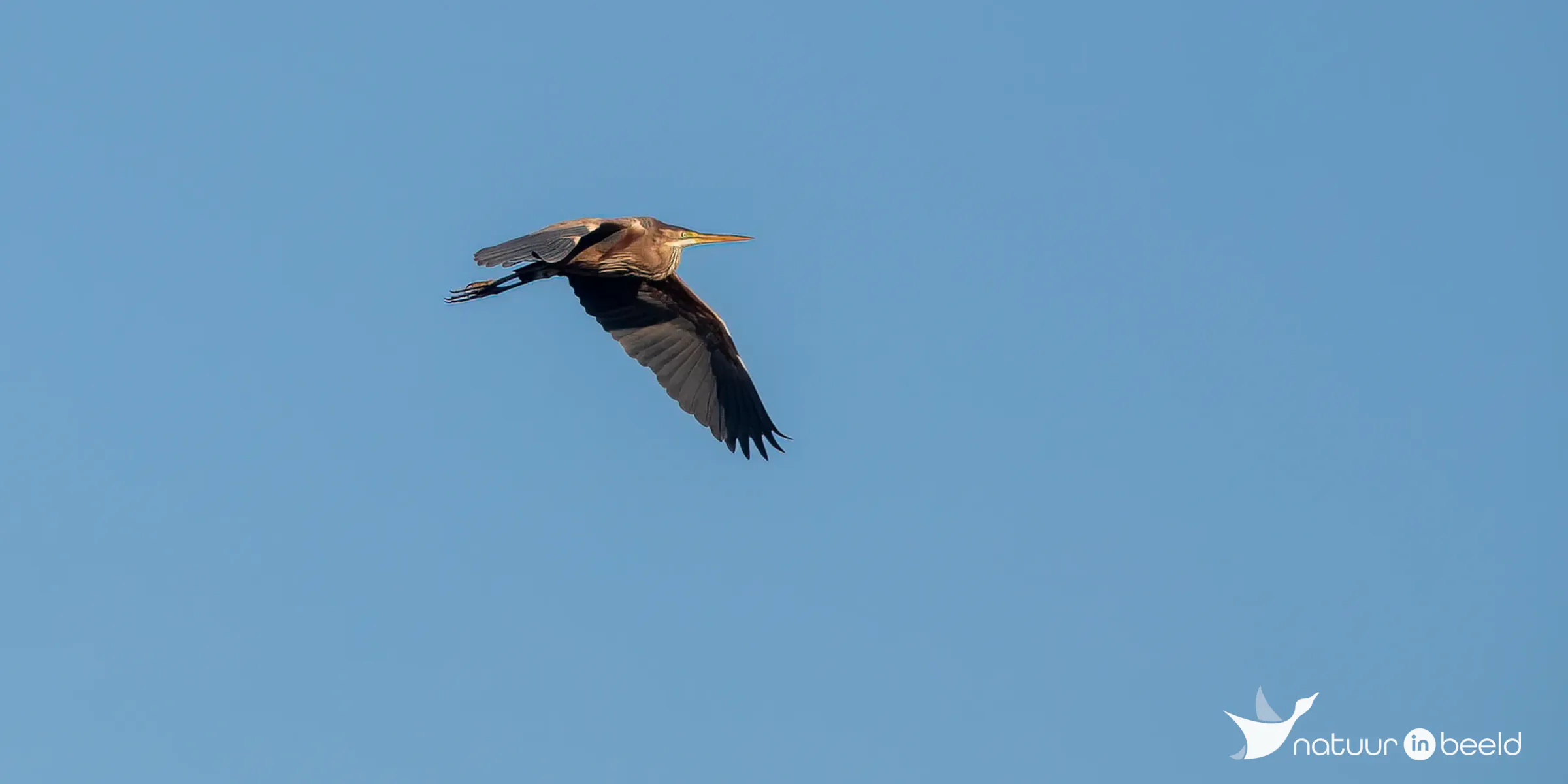 Purperreiger — natuurfoto van Johan van Beilen