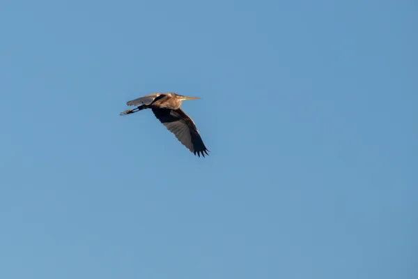 Purperreiger