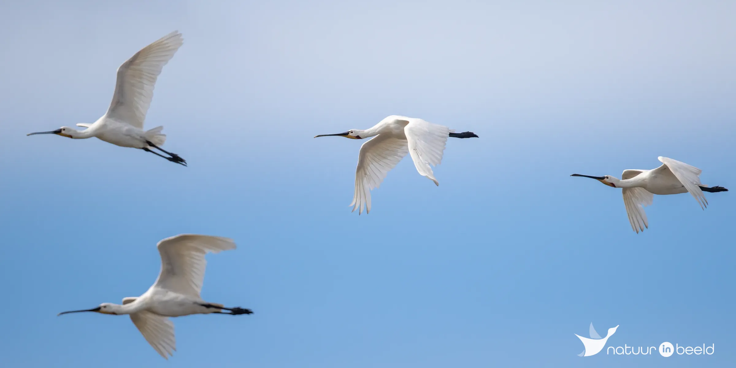 Lepelaars — natuurfoto van Johan van Beilen