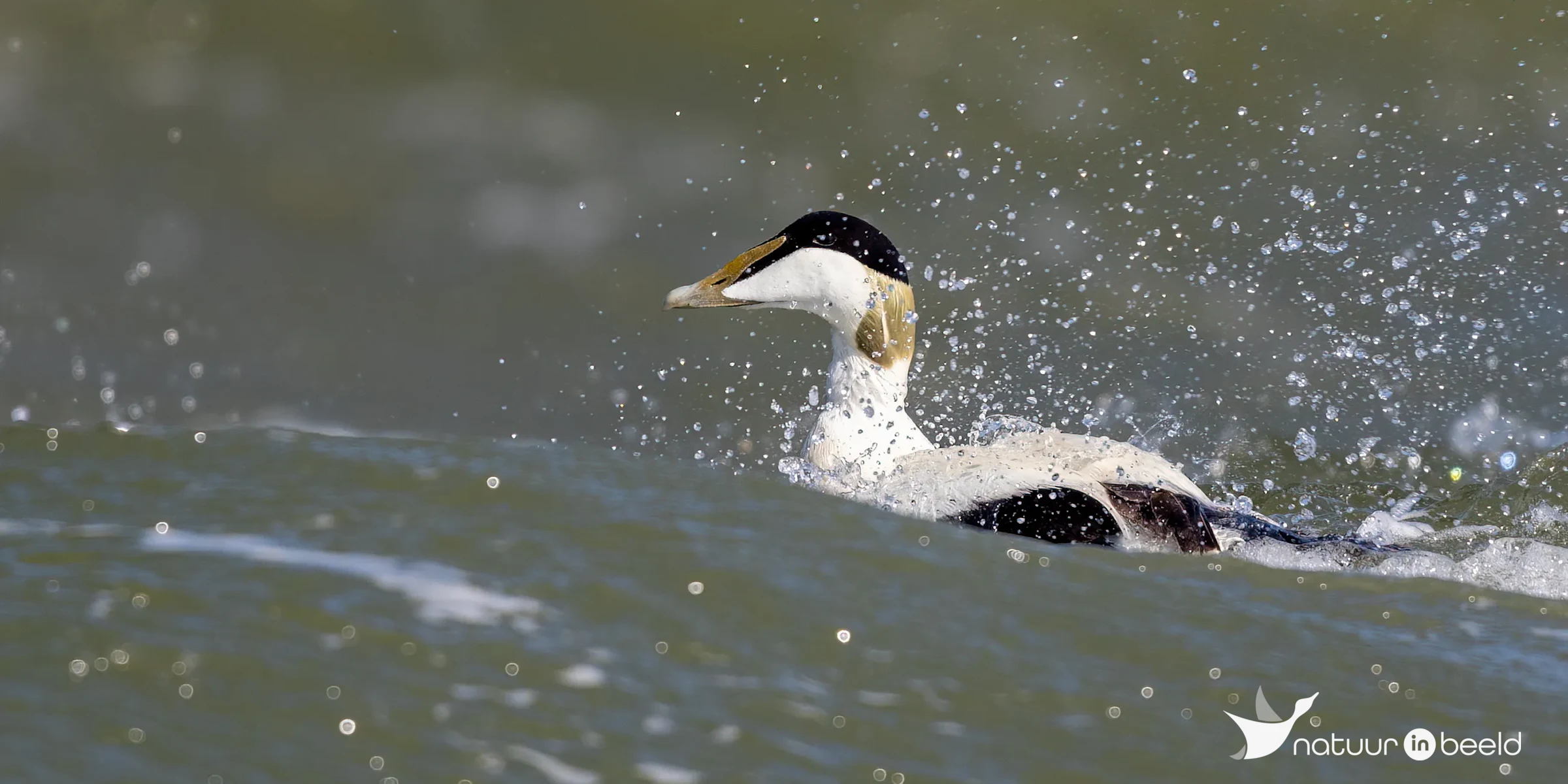 Eider (man) — natuurfoto van Johan van Beilen