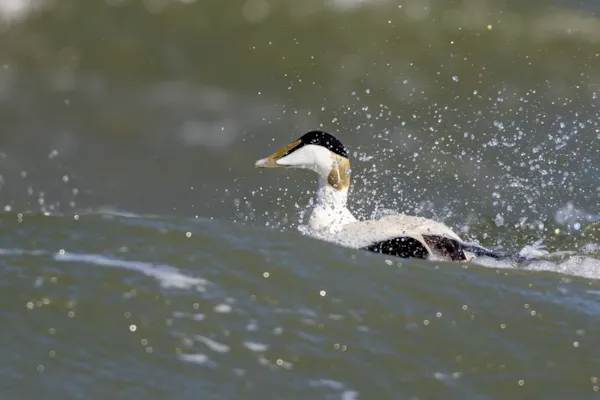 Eider (man)
