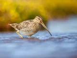 Watersnip