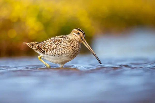 Watersnip