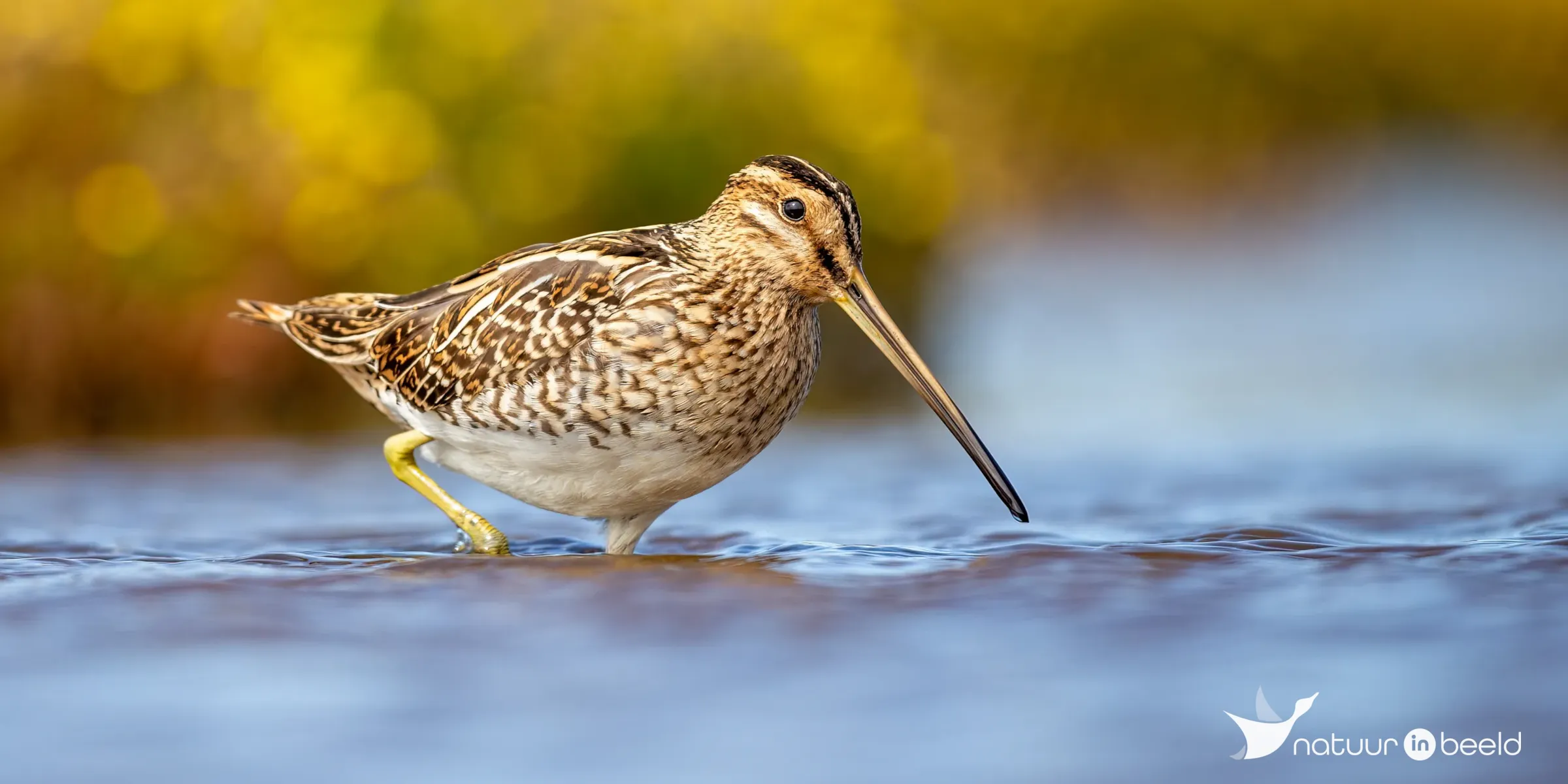 Watersnip — natuurfoto van Johan van Beilen