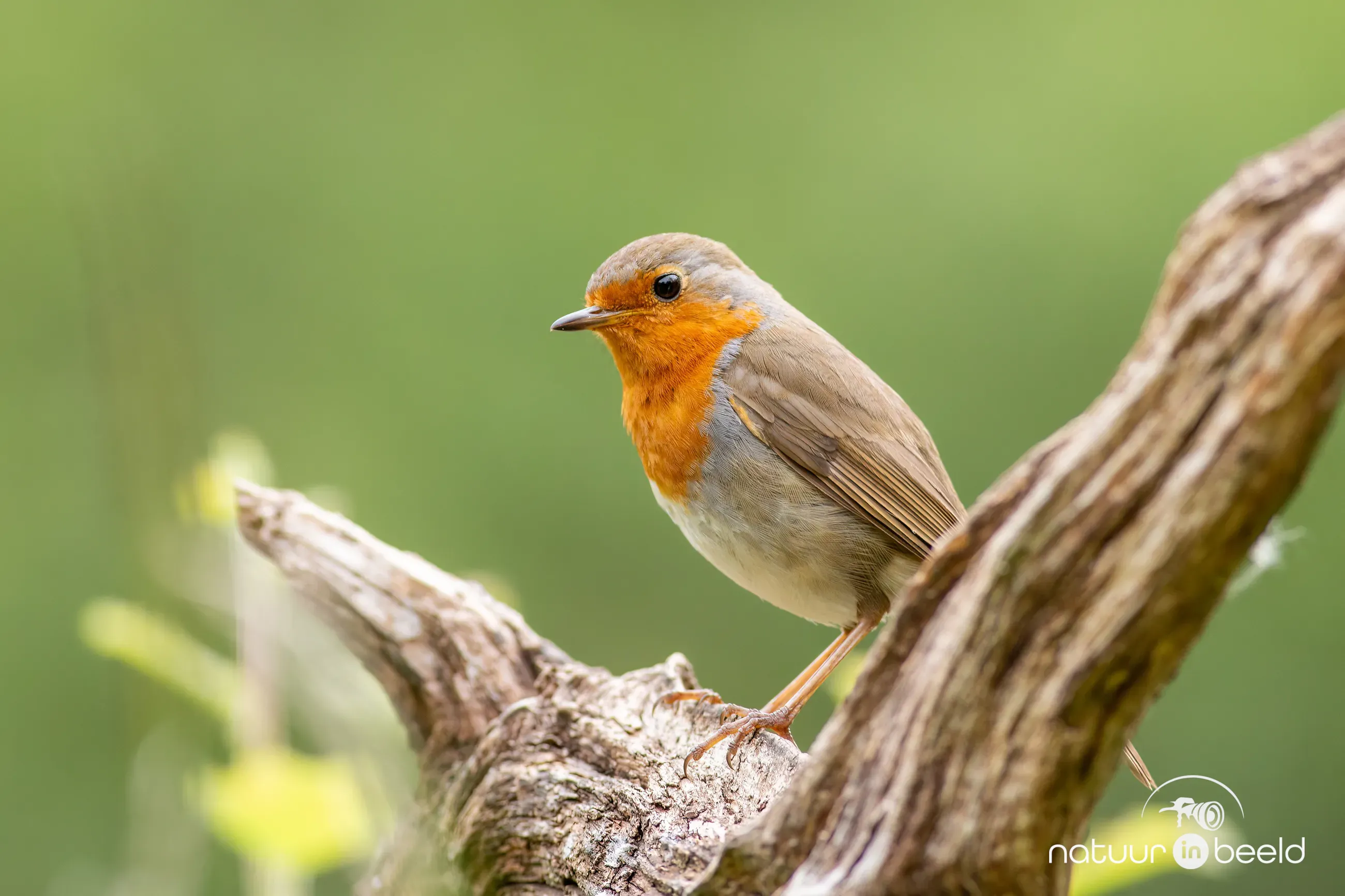 Roodborst