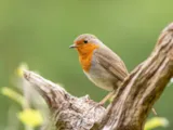 Roodborst