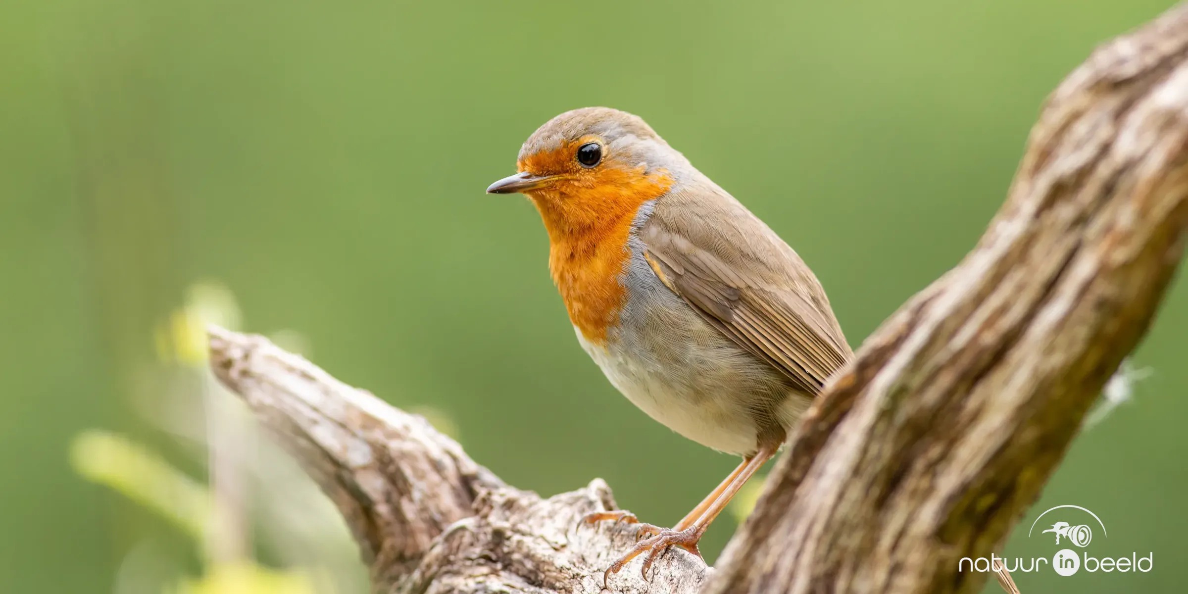 Roodborst