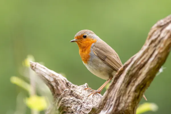 Roodborst