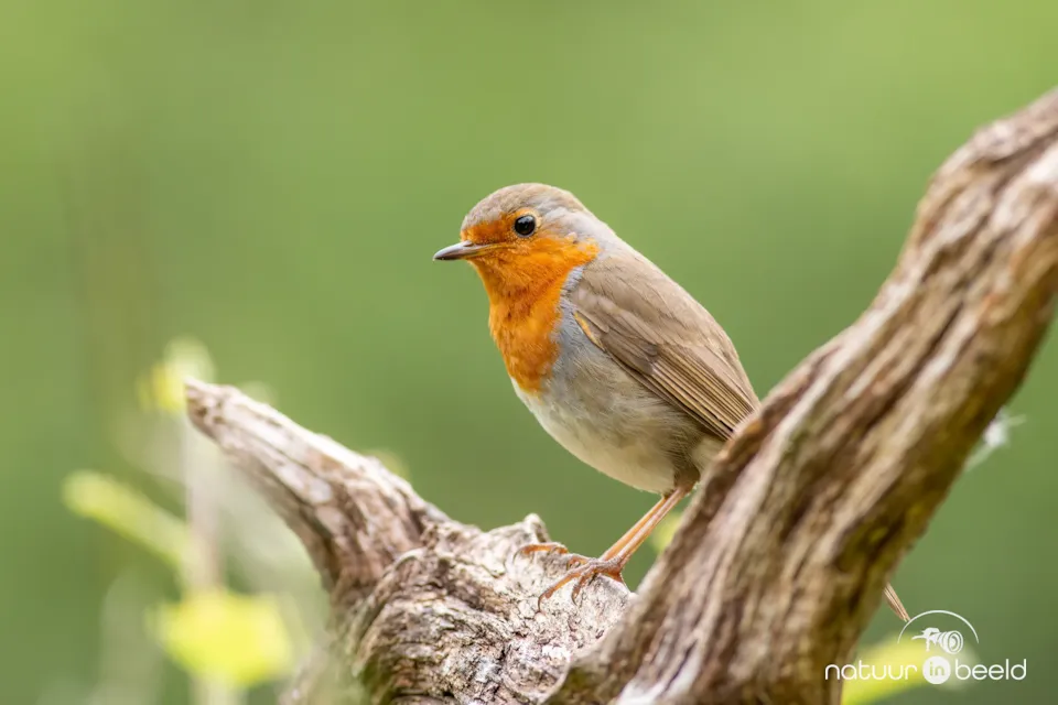 Roodborst