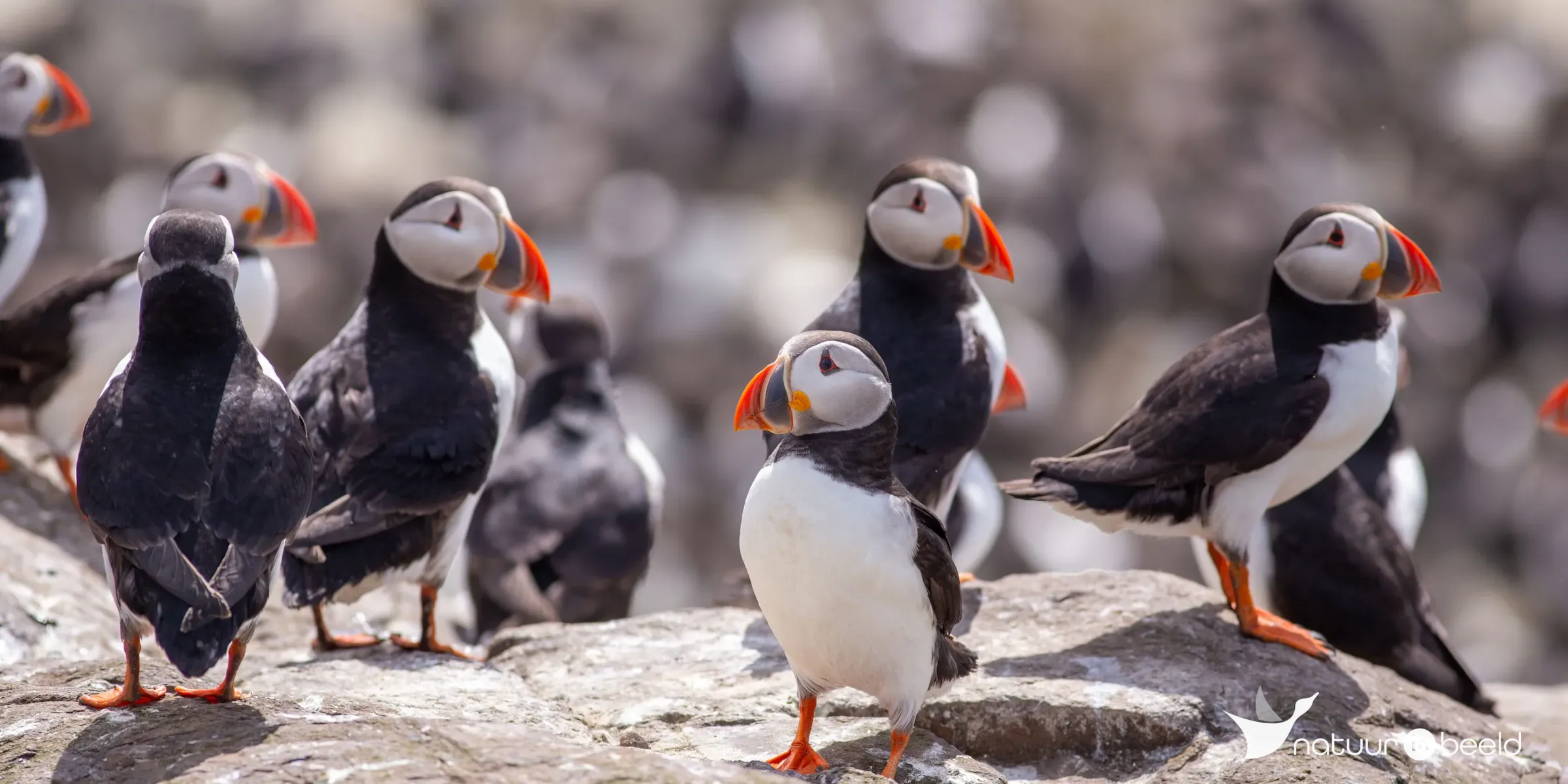 Papegaaiduikers — natuurfoto van Johan van Beilen