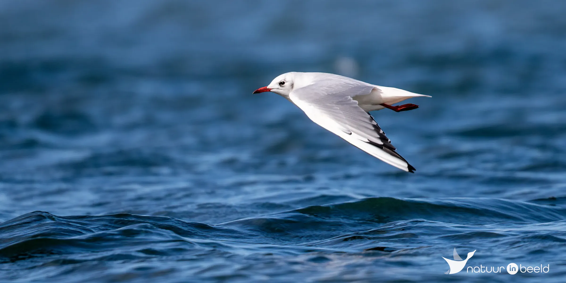 Kokmeeuw — natuurfoto van Johan van Beilen