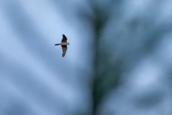 Boomvalk — natuurfoto van Johan van Beilen