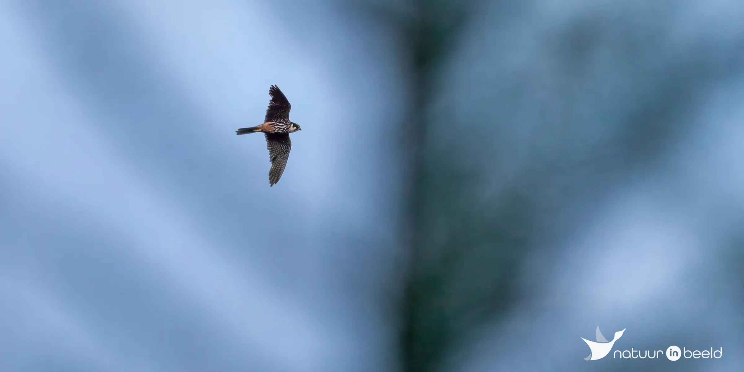 Boomvalk — natuurfoto van Johan van Beilen