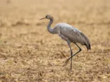 Kraanvogel