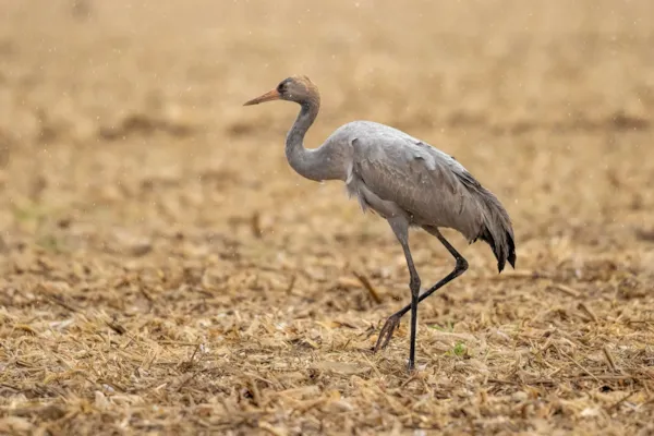 Kraanvogelachtigen
