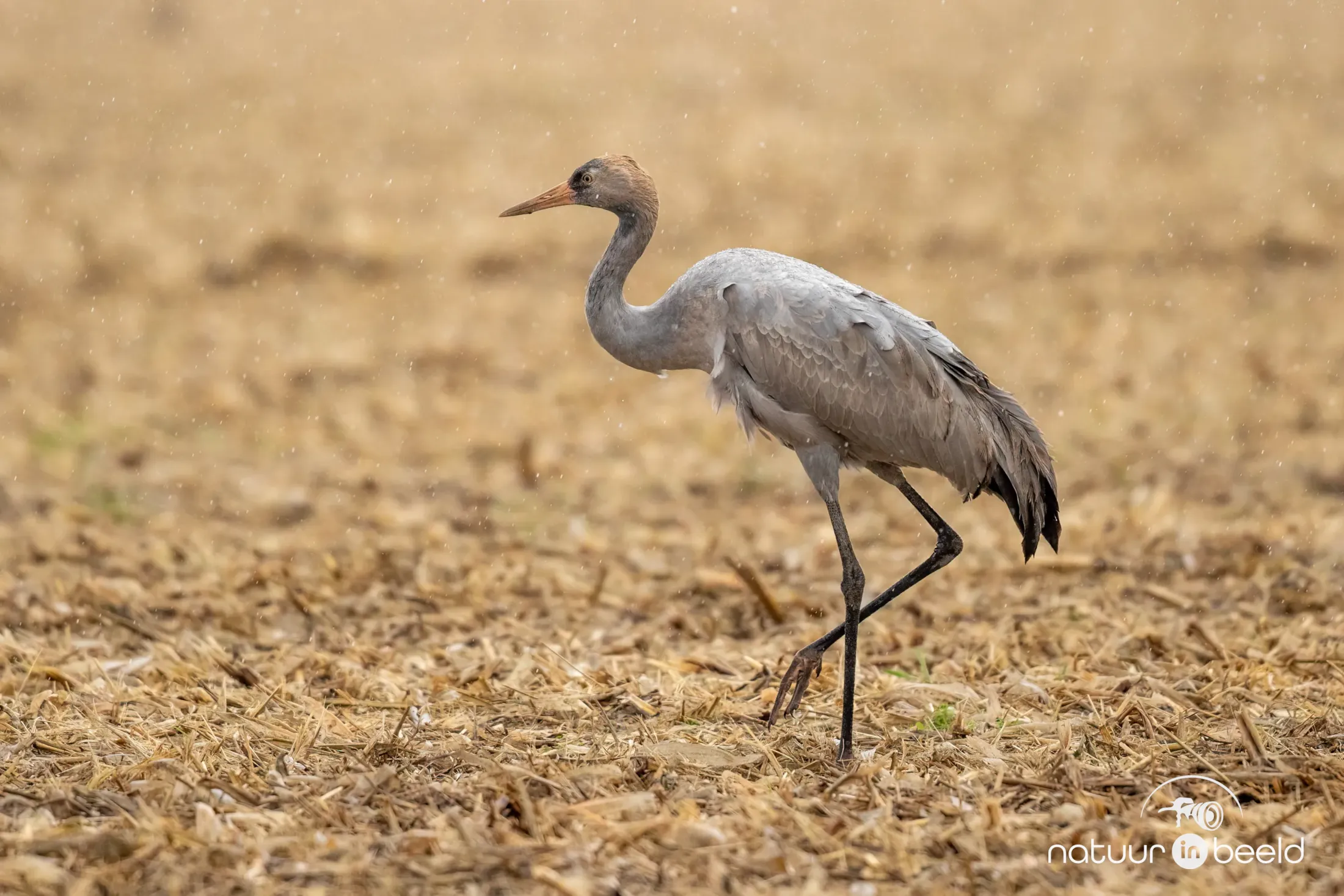 Jonge kraanvogel in de regen
