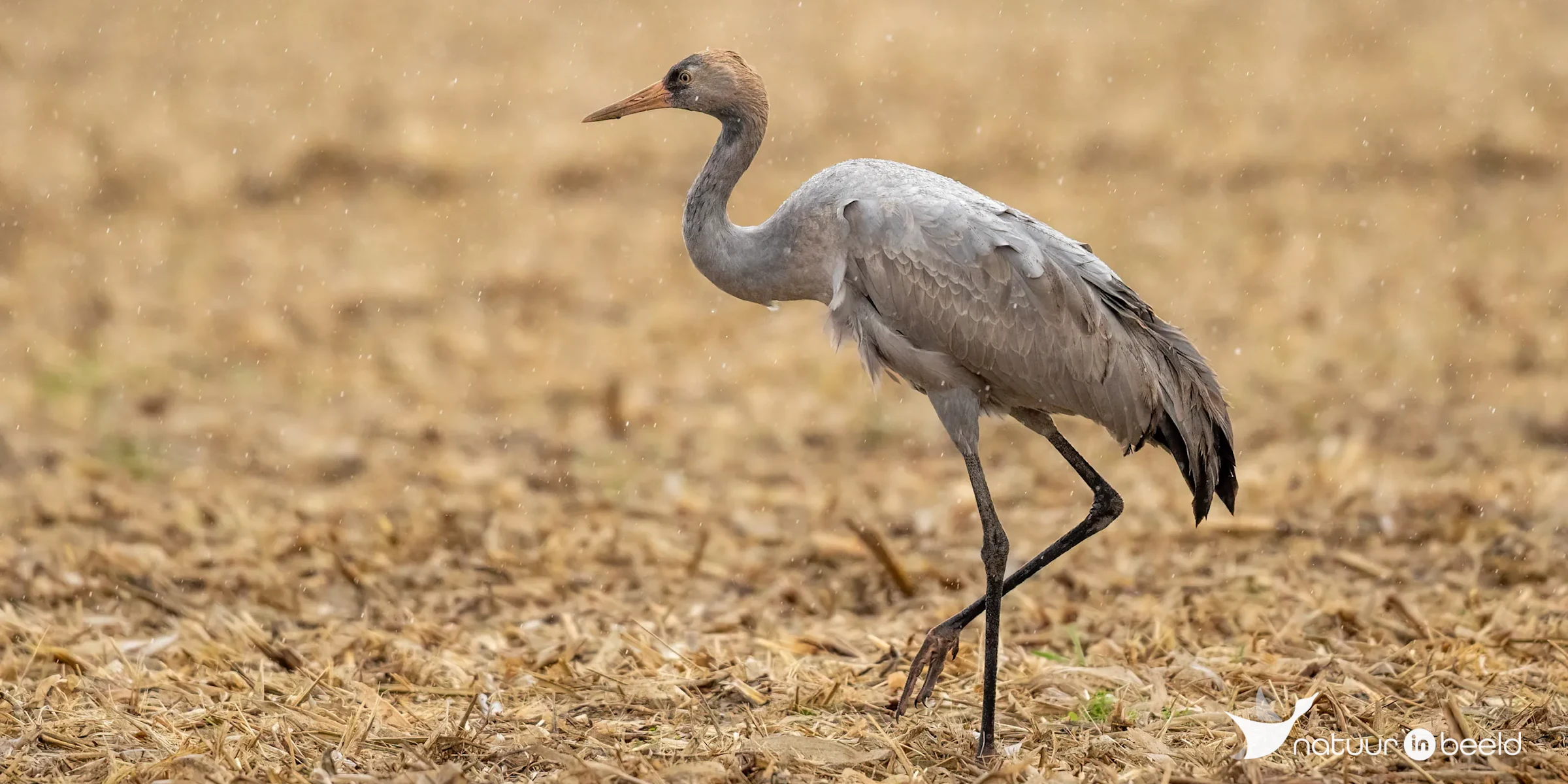 Kraanvogel