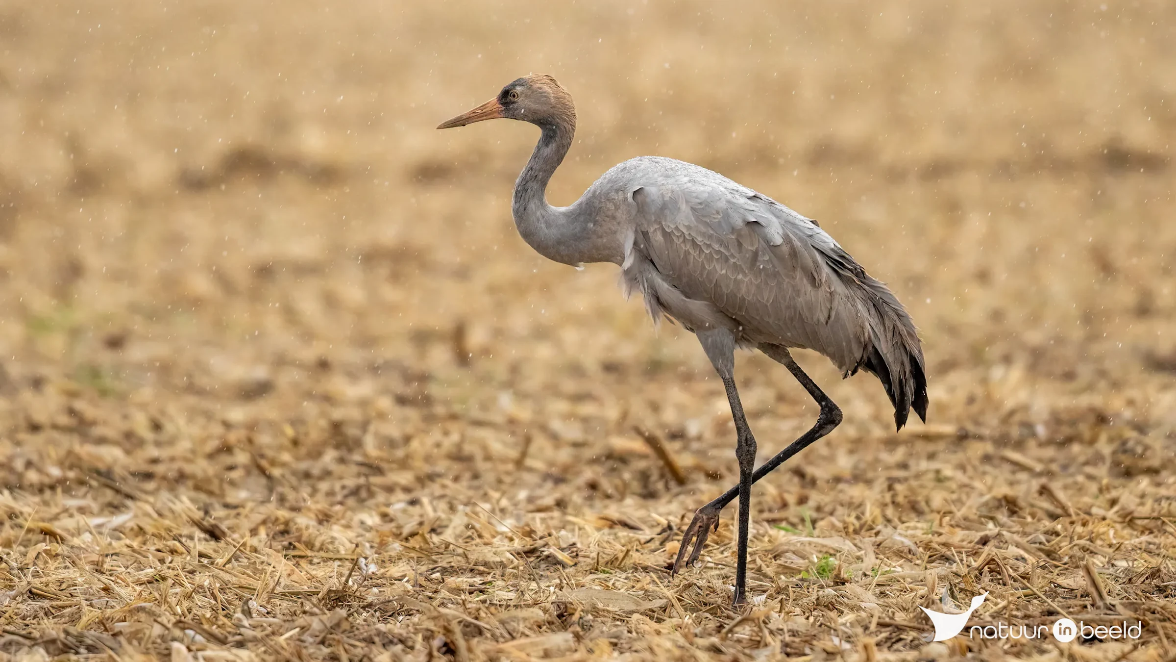 Jonge kraanvogel in de regen — natuurfoto van Johan van Beilen