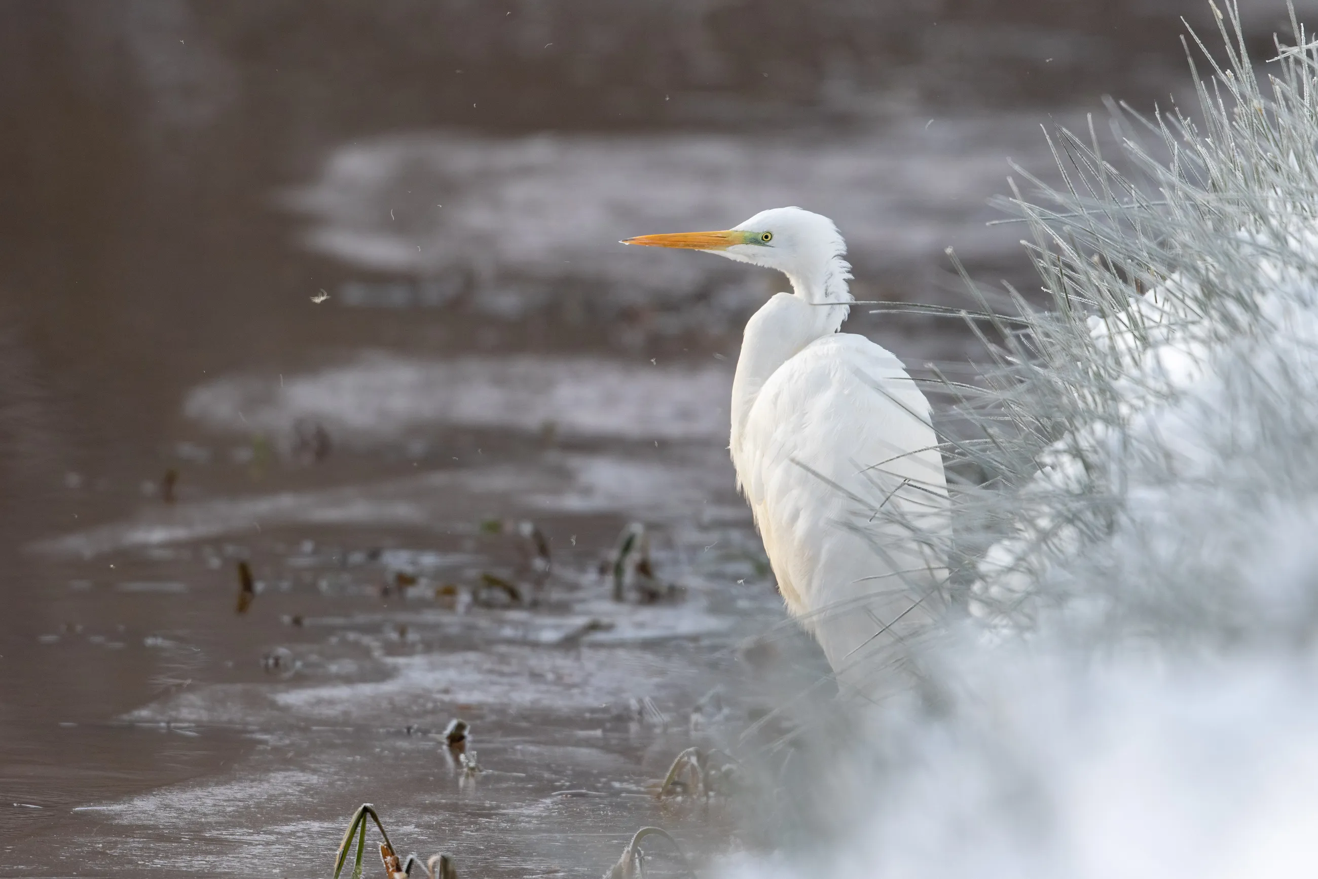 Grote zilverreiger