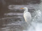 Grote zilverreiger